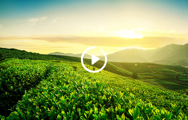 磷鉀復(fù)合肥 助力綠色農(nóng)業(yè)